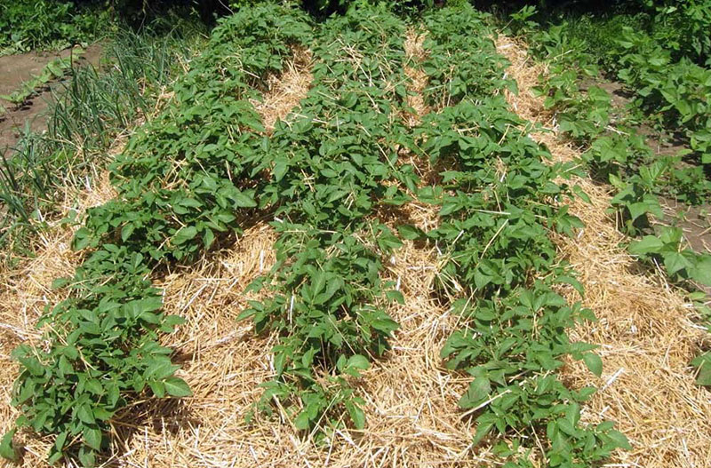 pailler les pommes de terre avec de la paille