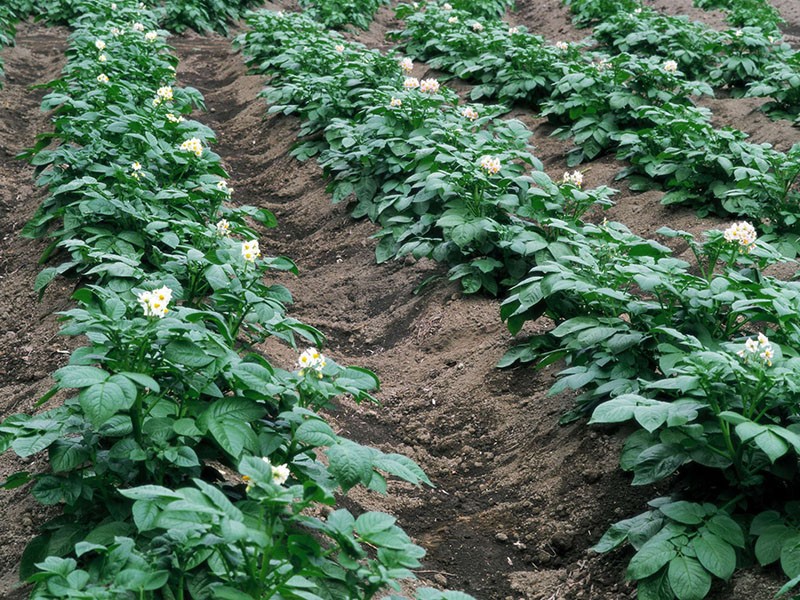 buttage de pommes de terre