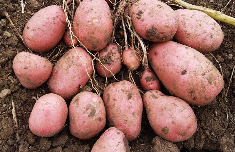 rendimiento de las variedades de patata Slavyanka