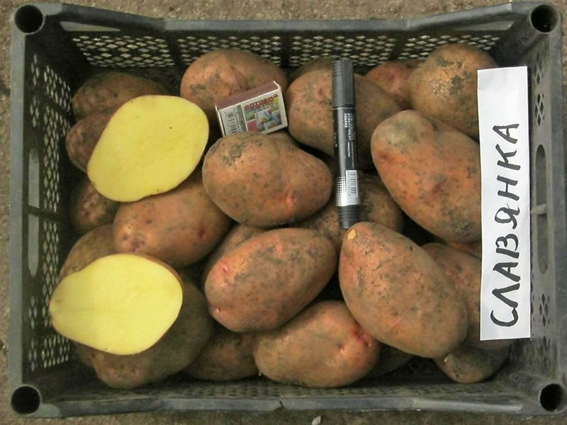 variedad de patata Slavyanka con excelente sabor