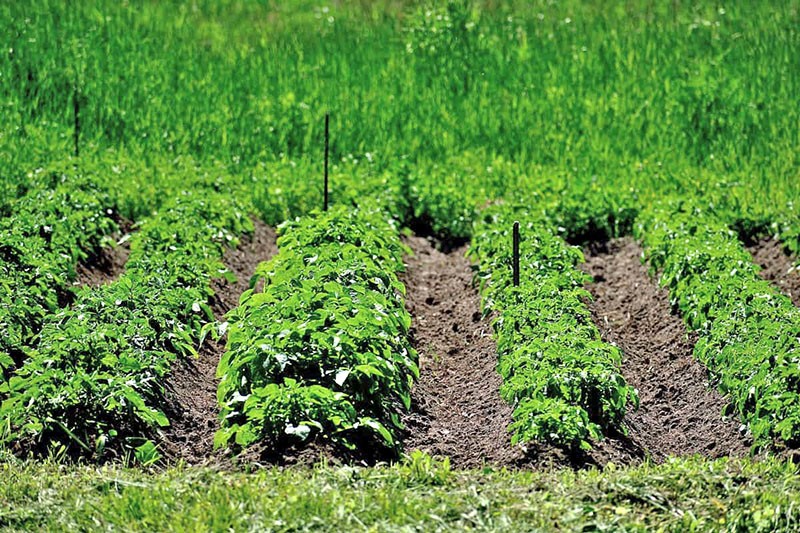 faire pousser des pommes de terre