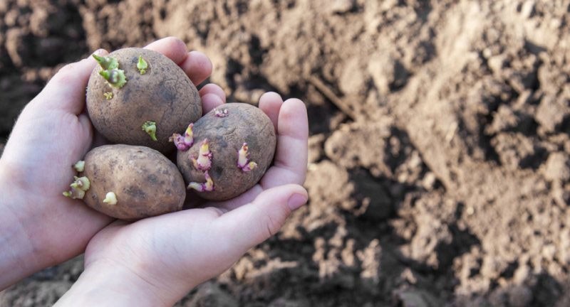 tubérculos de patata germinados