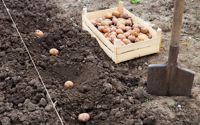plantar patatas germinadas