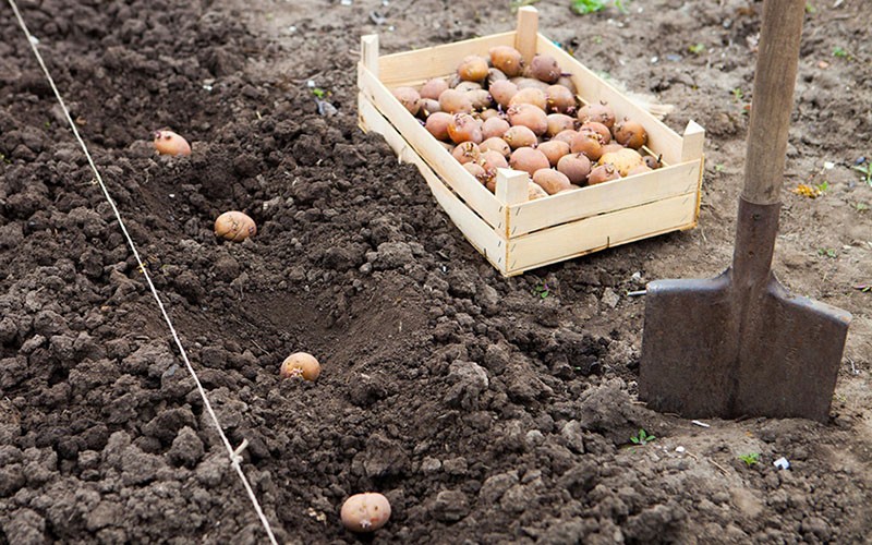 planter des pommes de terre germées