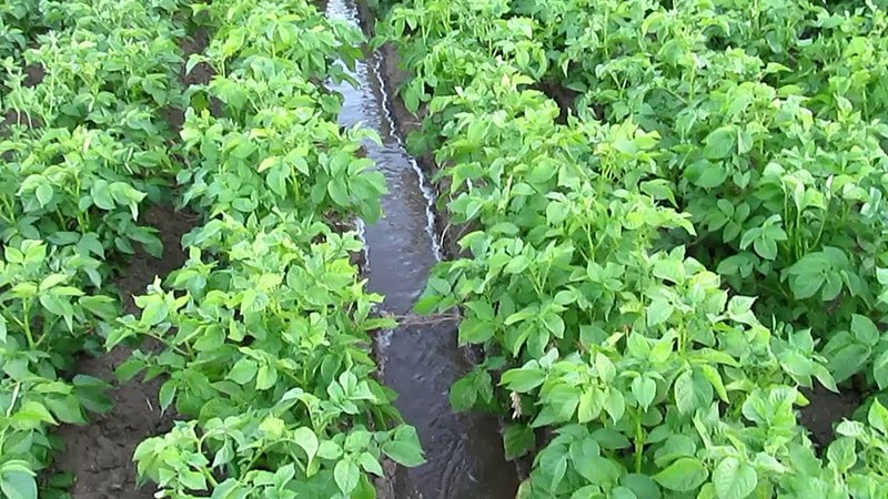 regando las plantaciones de papa