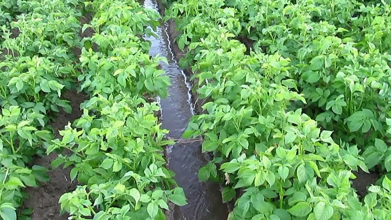 arroser les plantations de pommes de terre