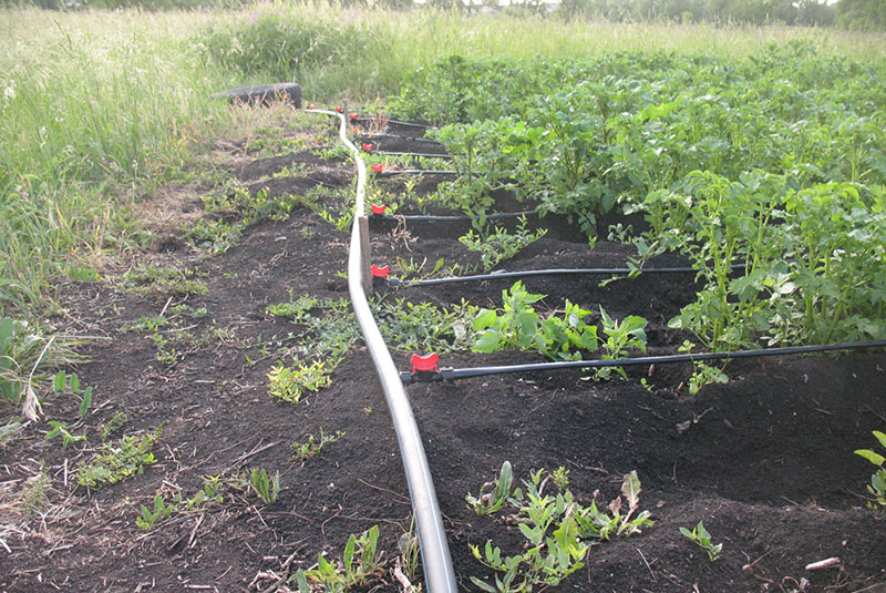 irrigation goutte à goutte des pommes de terre