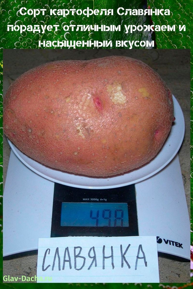 variedad de patata Slavianka
