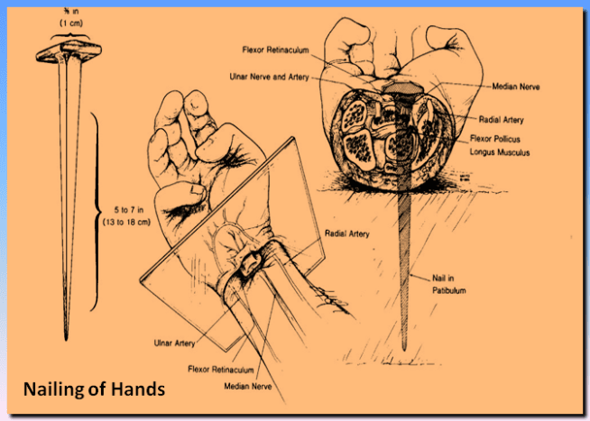 Foto über mudpreacherForscher glauben, dass die Nägel tatsächlich durch Ihre Handgelenke und nicht durch Ihre Handflächen getrieben würden, und dies hätte zwei Gründe gehabt. Erstens – weil durch die Handfläche die Hände reißen könnten und die Person vom Kreuz fallen würde. Zweitens - es wäre viel schmerzhafter, einen Nagel durch Ihre Handgelenke zu rammen.