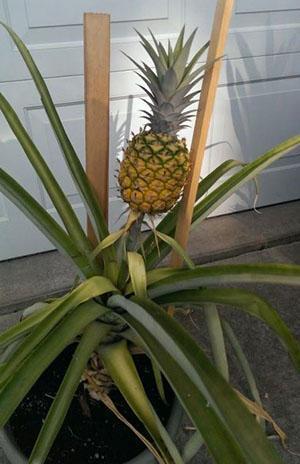 Les tétranyques de l'ananas et les cochenilles adorent