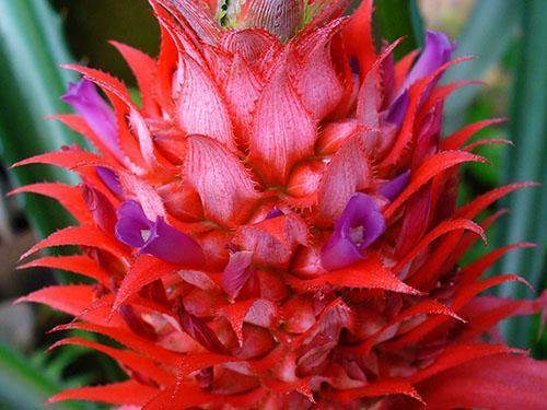 Les tétranyques de l'ananas et les cochenilles adorent