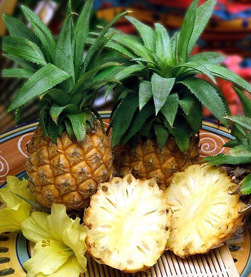 Frutas en miniatura de piña de interior