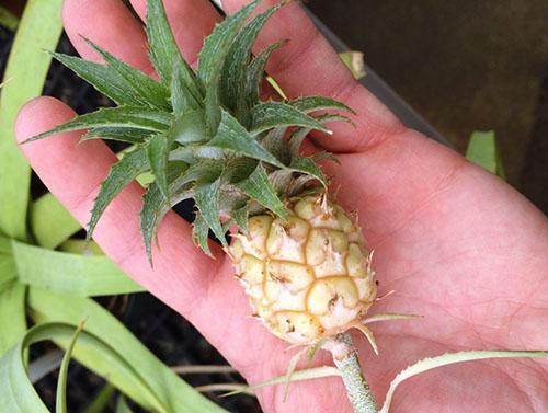 Le petit ananas a poussé