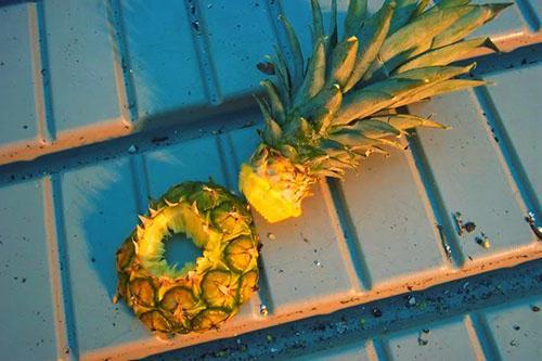 Le sommet vert du fruit est utilisé pour faire pousser de nouveaux ananas.
