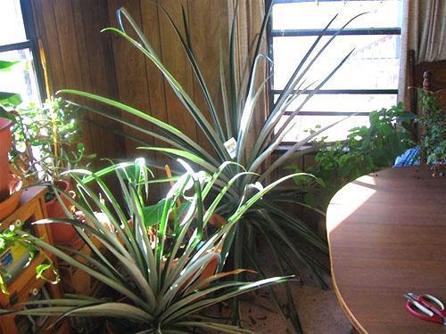 Pour un bon développement des plantes, vous avez besoin d'un endroit spacieux et lumineux.