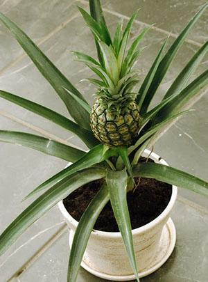 L'apparition du fruit n'est possible que dans la deuxième année de la vie de la plante.