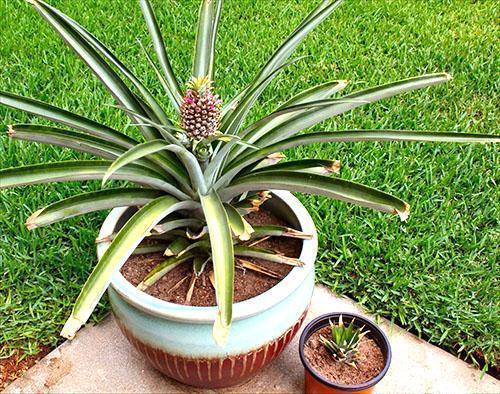 Cultiver des ananas en pots