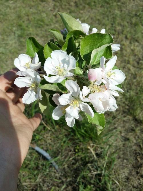 première floraison