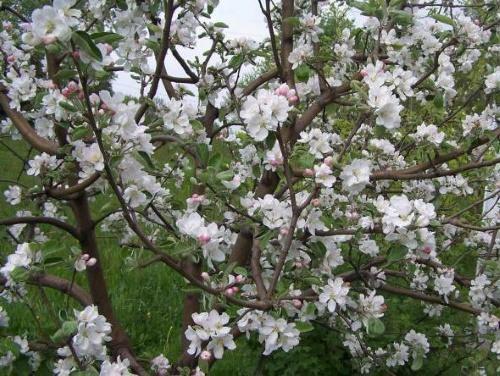 flores de manzano