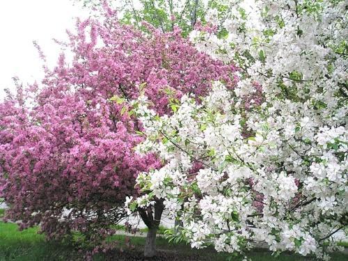 pommiers en fleurs