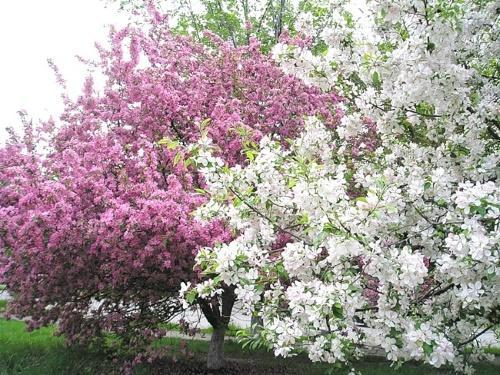 manzanos en flor