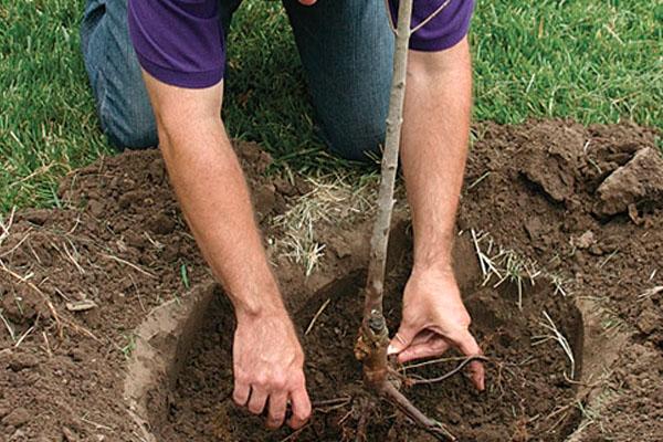 plantando cereza de pájaro