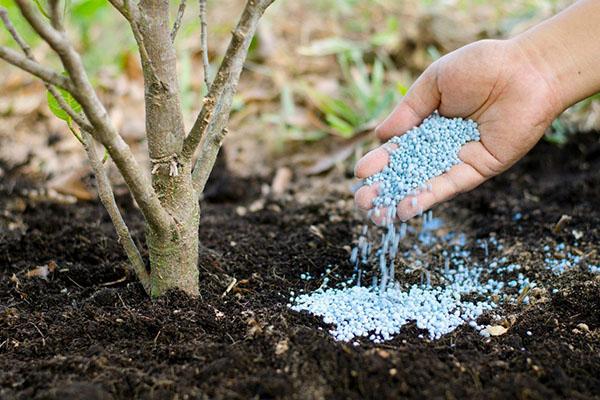 fertilización