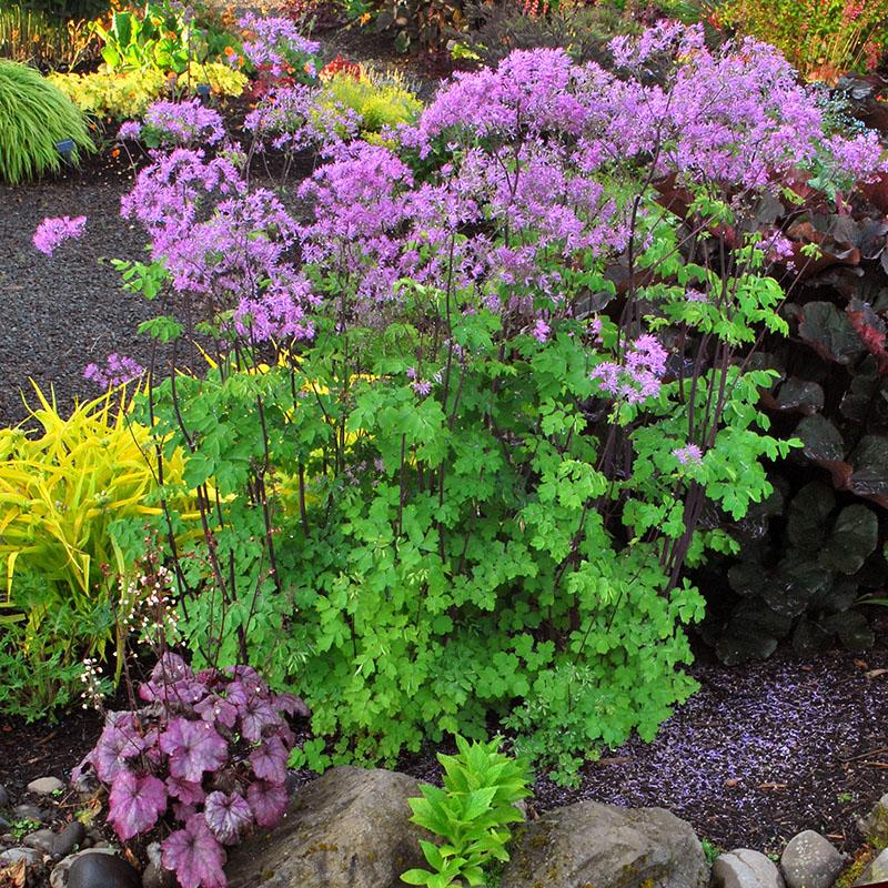 fleurs basilic plantation et entretien dans le jardin