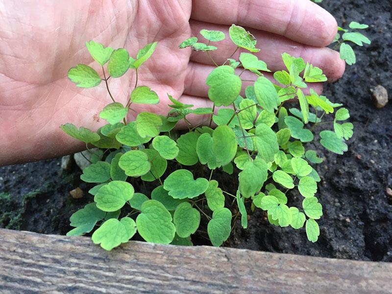 flores albahaca plantación y cuidado en campo abierto