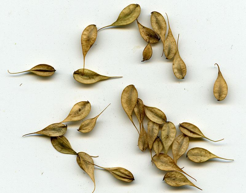 semillas de albahaca