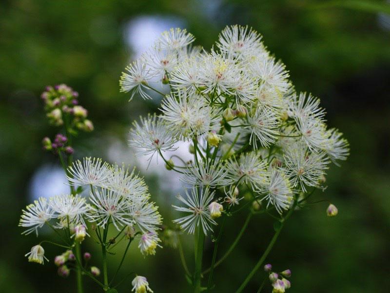 douce floraison de basilic