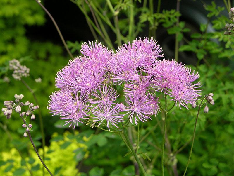 plante de la famille des renoncules