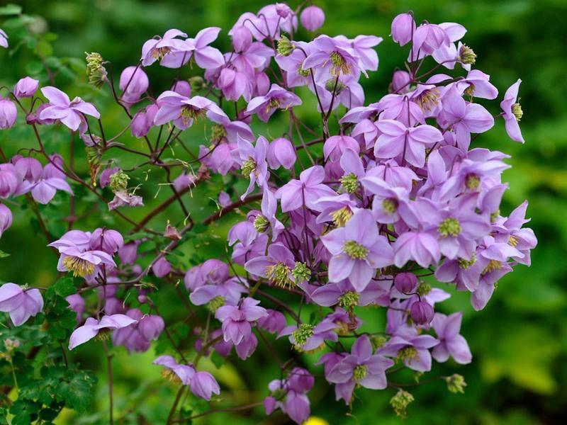 Albahaca Rochebrunn