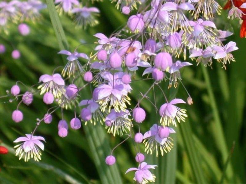 híbrido de albahaca