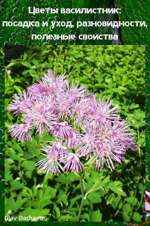 fleurs basilic plantation et entretien