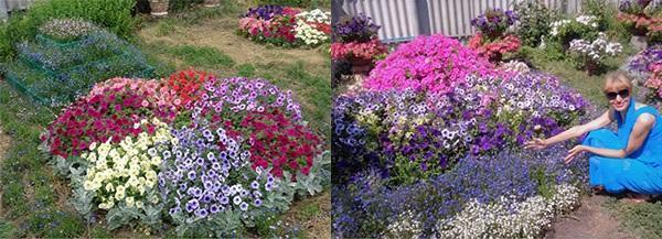 jardin fleuri à faire soi-même