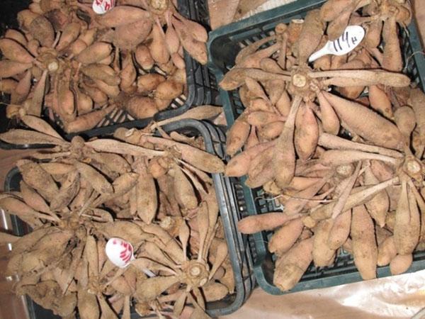 contrôle des tubercules de dahlia