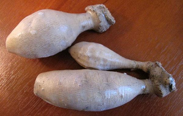 bons tubercules sains