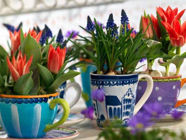 floraison douce en janvier