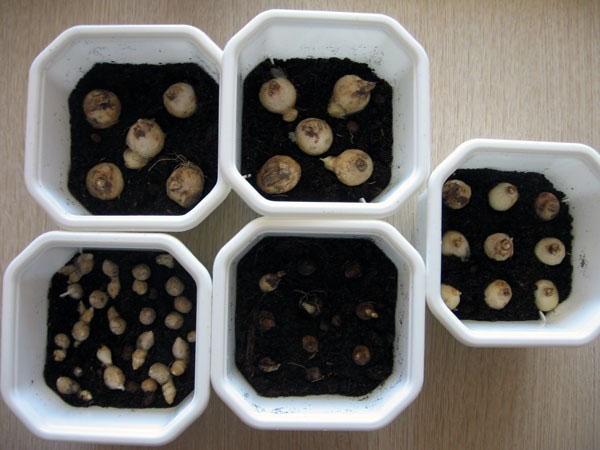 planter des bulbes en pots