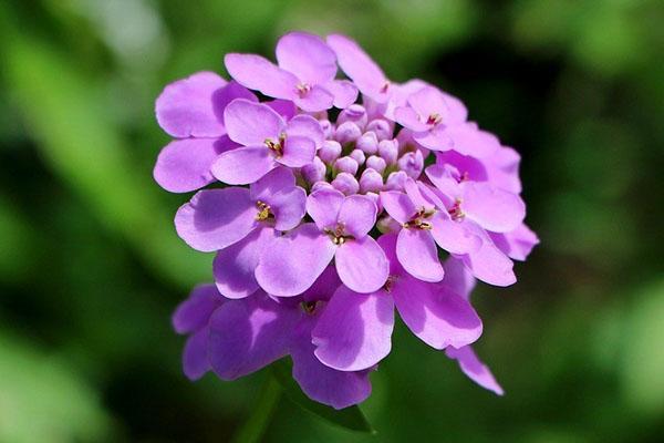 florece dos veces por temporada