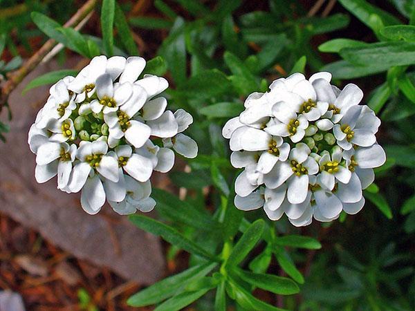 iberis flores blancas