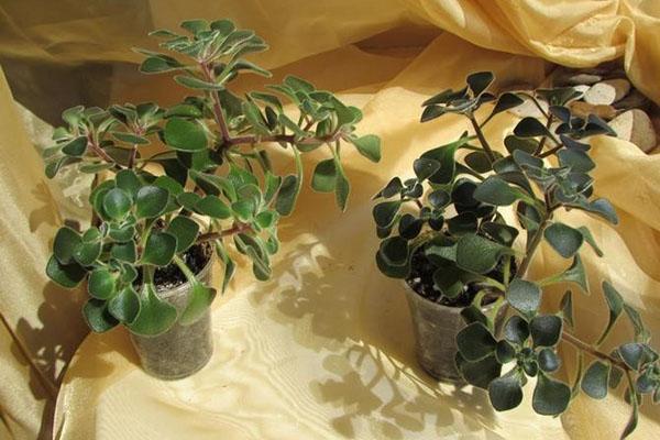 plantas jóvenes