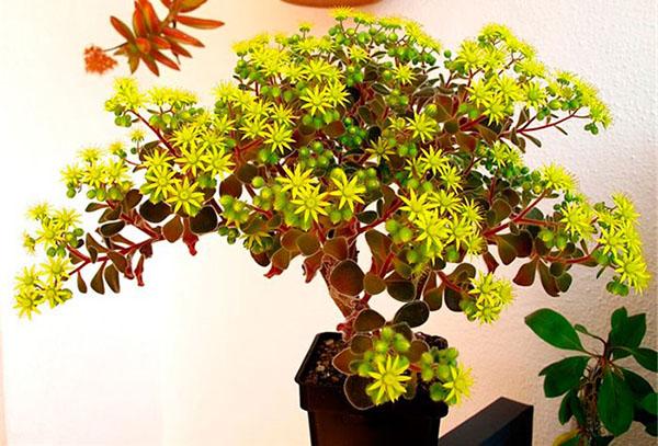el árbol de la felicidad florece