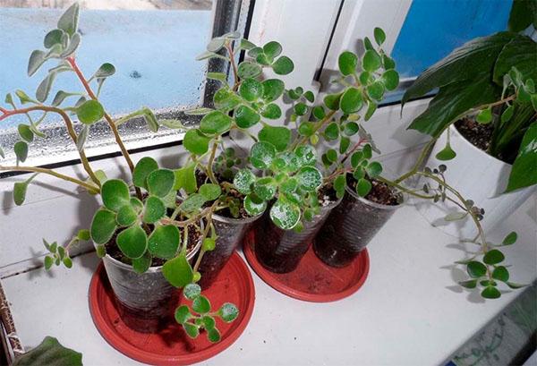 colocación de plantas
