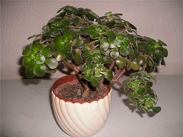 flor aichrizon árbol de la felicidad cómo cuidar