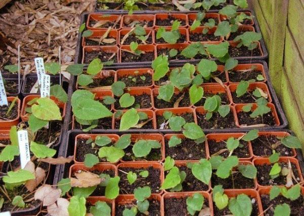 Plántulas de hierba de cabra en celo