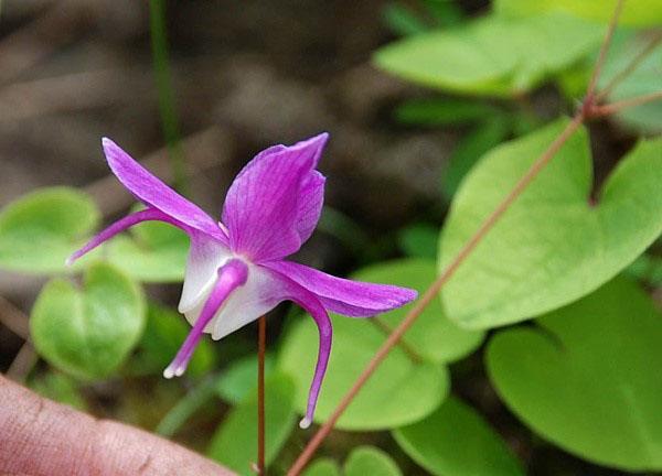 floración suave de Horny Goat Weed