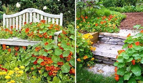 Capucine dans la conception de jardin