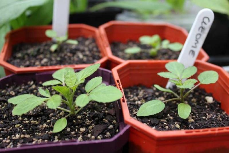 Cleoma poussant à partir de graines quand planter pour les semis